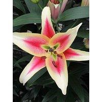 You Garden Skyscraper Lily 'Matisse' - 3 Bulbs