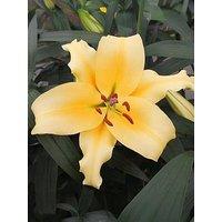 You Garden Skyscraper Lily 'Saltarello' - 3 Bulbs