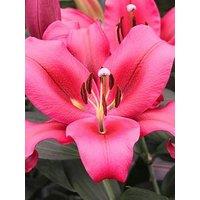 You Garden Skyscraper Lily 'Amarossi' - 3 Bulbs