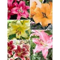 You Garden Skyscraper Lily Collection (15 Bulbs)