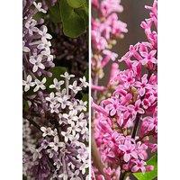 You Garden Pair Of Fragrant Lilacs (3L Pots)