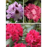 You Garden Rhododendron Hybrid Collection (3 X 15Cm Pots)
