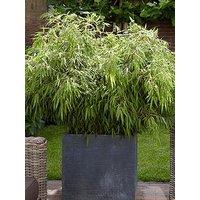 You Garden Fountain Bamboo - Fargesia Rufa (3 X 9Cm Pots)