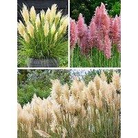 You Garden Pampas Grass Collection (3 X 9Cm Pots)