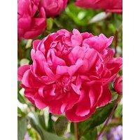 You Garden Peony Red Sarah Bernhardt - 1 Bare Root