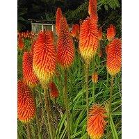 You Garden Red Hot Poker (Kniphofia Uvaria) - 5 Bare Roots