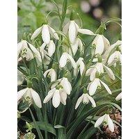 You Garden Snowdrops - In The Green (Pack Of 50)