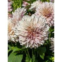 You Garden Dahlia 'Cafe Au Lait ' - 3 Tubers