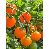 You Garden Tomato Sungold Supersweet Plug X 12