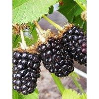 You Garden Blackberry Bedford Giant 3L