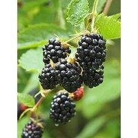 You Garden Blackberry Thornless (3 X 9Cm Pots)