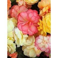 You Garden Begonia Amber Delight - 12 Plug Plants