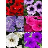 You Garden Trailing Petunia Surfina Collection - 12 Plug Plants
