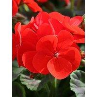You Garden Geranium 'Fire Queen' - 24 Plug Plants
