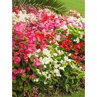 You Garden Begonia Sahara - 12 Plug Plants