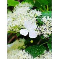 You Garden Climbing Hydrangea (3 X 9Cm Pots)