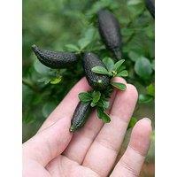 You Garden Pink Caviar Lime Tree