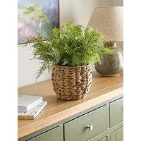 The Very Collection Artificial Fern In Woven Basket