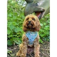 Cocopup Dinopaws Harness - Large