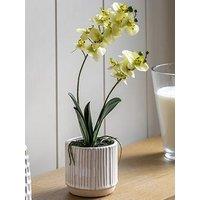 Gallery Direct Orchid Cream In Ribbed White Ceramic Pot 440Mm