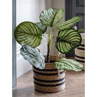 Gallery Direct Potted Calathea Leaf Tree 2Ft