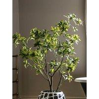 Gallery Direct Potted Pieris Japonica 5Ft Tree