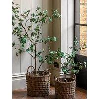 Gallery Direct Potted Rhodoleia 3Ft Tree
