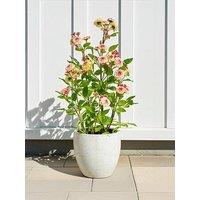The Very Collection 56Cm Camellia In Pot, Peach