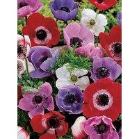You Garden Anemone De Caen (150 Bulbs)