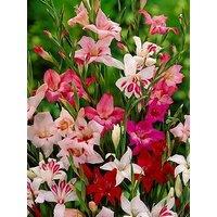 You Garden Gladiolus Nanus Lipstick Mix (60 Bulbs)