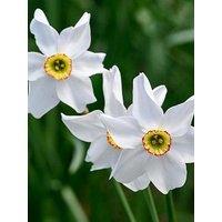 You Garden Narcissus Pheasant Eye (24 Bulbs)