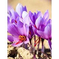 You Garden Crocus Sativus (40 Bulbs)