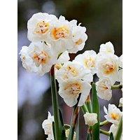 You Garden Narcissus Bridal Crown (30 Bulbs)
