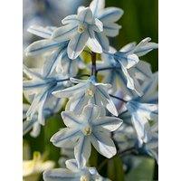 You Garden Russian Snowdrop - Puschkinia Libanotica (60 Bulbs)
