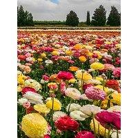 You Garden Ranunculus Mixed (50 Bulbs)