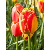 You Garden Tulip Banja Luka (24 Bulbs)