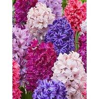 You Garden Hyacinth Berries & Cream (20 Bulbs)