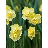 You Garden Narcissus Yellow Cheerfulness (30 Bulbs)