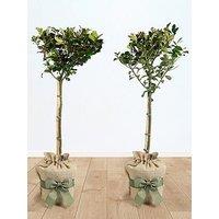 You Garden Pair Of Gift Wrapped Standard Holly Trees