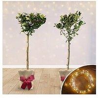 You Garden Pair Of Gift Wrapped Standard Holly Trees With Lights