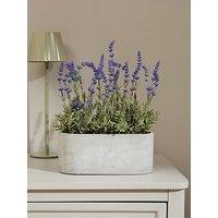 The Very Collection 28Cm Lavender In Cement Pot