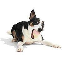 Bark Squeak Cone Dog Toy