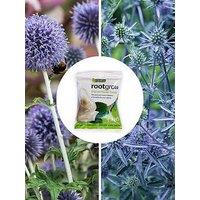 You Garden Thistles Bare Root Collection