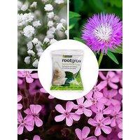 You Garden Border Filler Bare Root Collection