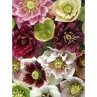 You Garden Hellebore 'Double Queen' Mix Plug X12