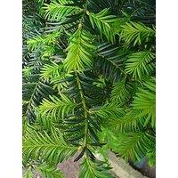 You Garden Yew Hedging (Taxus Baccata) - 12 X 8Cm Pots