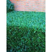 You Garden Laurel Hedging (Prunus Laurocerasus)- 12 X 9Cm Pots