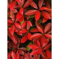 You Garden Photinia Red Robin Hedging - 12 X 9Cm Pots