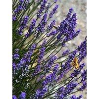 You Garden Lavender Hidcote Hedging - 12 X 9Cm Pots