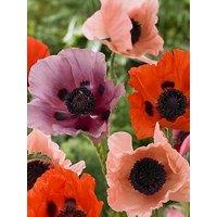 You Garden Premium Oriental Poppy Collection (3 Bare Roots)